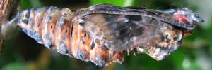 Pupae Side of Red Lacewing - Cethosia cydippe chrysippe